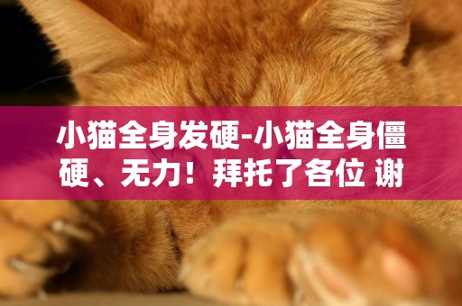 小貓全身發硬-小貓全身僵硬、無力！拜托了各位 謝謝