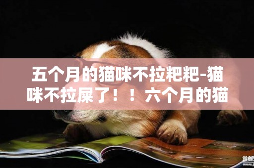 五個月的貓咪不拉粑粑-貓咪不拉屎了！！六個月的貓不拉粑粑只放屁，貓咪不拉粑粑只是放屁