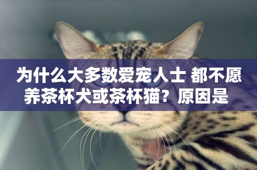 為什么大多數愛寵人士 都不愿養茶杯犬或茶杯貓？原因是 