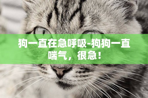 狗一直在急呼吸-狗狗一直喘氣，很急！