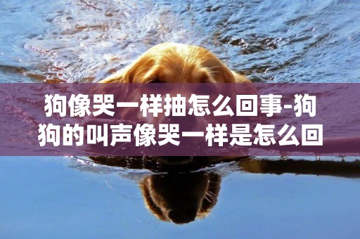 狗像哭一樣抽怎么回事-狗狗的叫聲像哭一樣是怎么回事