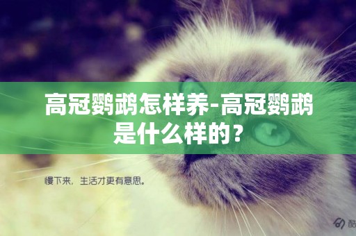 高冠鸚鵡怎樣養-高冠鸚鵡是什么樣的？