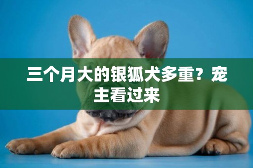 三個月大的銀狐犬多重?寵主看過來 三個月大的銀狐犬多重?寵主看過來