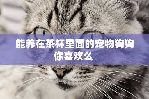 能養在茶杯里面的寵物狗狗你喜歡么 