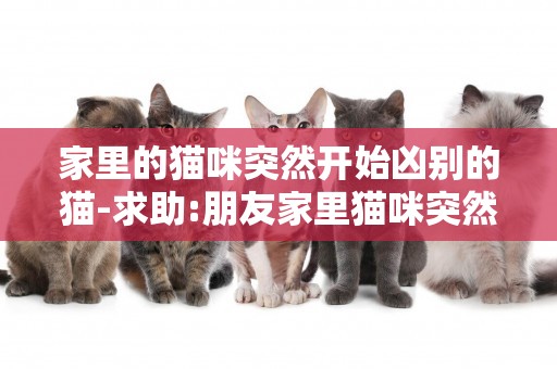 家里的貓咪突然開始兇別的貓-求助:朋友家里貓咪突然打架