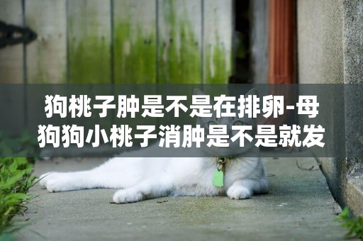 狗桃子腫是不是在排卵-母狗狗小桃子消腫是不是就發情完了？