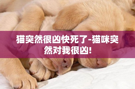 貓突然很兇快死了-貓咪突然對我很兇!