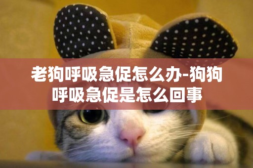 老狗呼吸急促怎么辦-狗狗呼吸急促是怎么回事