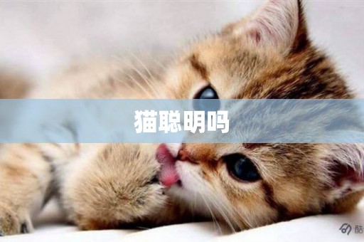 貓聰明嗎