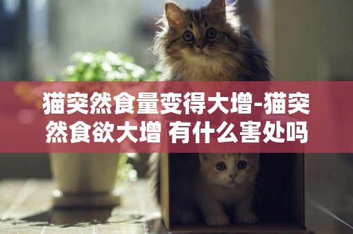 貓突然食量變得大增-貓突然食欲大增 有什么害處嗎