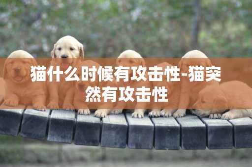 貓什么時候有攻擊性-貓突然有攻擊性