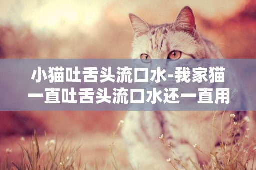 小貓吐舌頭流口水-我家貓一直吐舌頭流口水還一直用爪子撓嘴