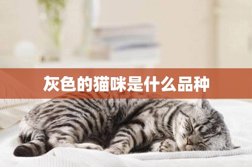灰色的貓咪是什么品種