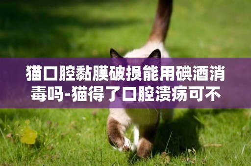 貓口腔黏膜破損能用碘酒消毒嗎-貓得了口腔潰瘍可不可以拿鹽水消毒