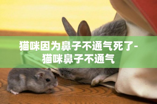 貓咪因為鼻子不通氣死了-貓咪鼻子不通氣