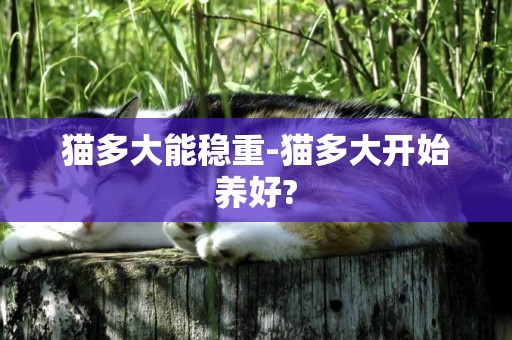 貓多大能穩重-貓多大開始養好?