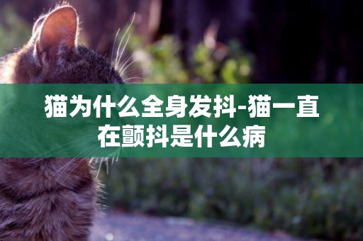 貓為什么全身發抖-貓一直在顫抖是什么病