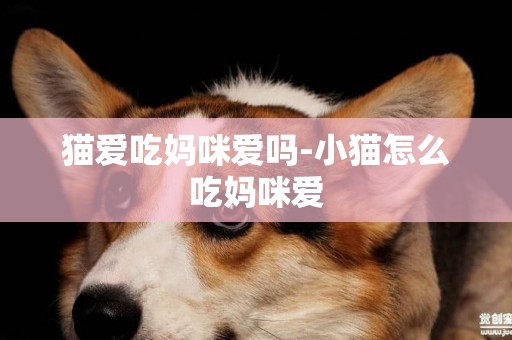 貓愛吃媽咪愛嗎-小貓怎么吃媽咪愛