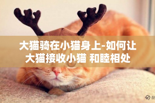 大貓騎在小貓身上-如何讓大貓接收小貓 和睦相處