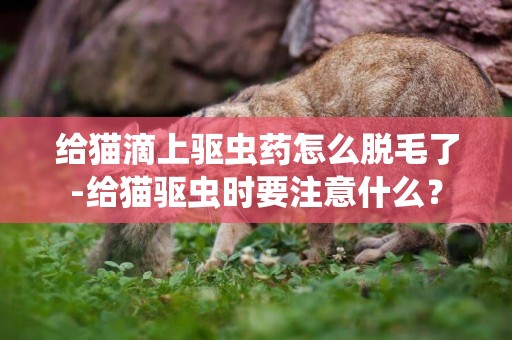給貓滴上驅蟲藥怎么脫毛了-給貓驅蟲時要注意什么？
