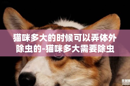 貓咪多大的時候可以弄體外除蟲的-貓咪多大需要除蟲