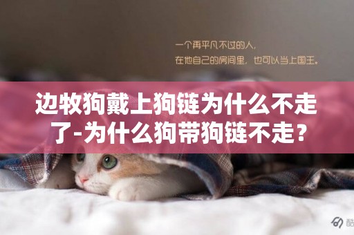 邊牧狗戴上狗鏈為什么不走了-為什么狗帶狗鏈不走？