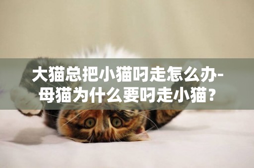 大貓總把小貓叼走怎么辦-母貓為什么要叼走小貓？