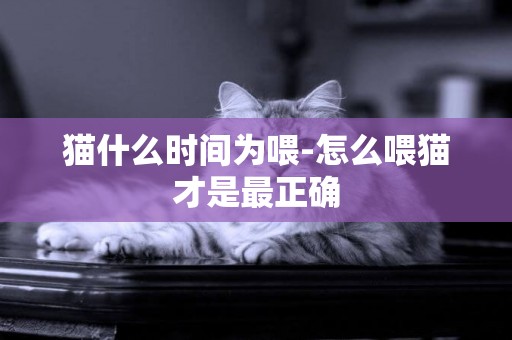 貓什么時間為喂-怎么喂貓才是最正確