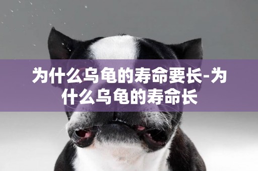 為什么烏龜的壽命要長-為什么烏龜的壽命長