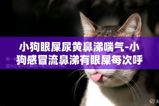 小狗眼屎尿黃鼻涕喘氣-小狗感冒流鼻涕有眼屎每次呼吸抽