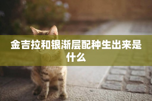 金吉拉和銀漸層配種生出來是什么