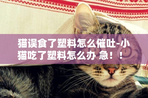 貓誤食了塑料怎么催吐-小貓吃了塑料怎么辦 急！！ 它還伴隨嘔吐現象
