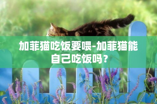 加菲貓吃飯要喂-加菲貓能自己吃飯嗎？