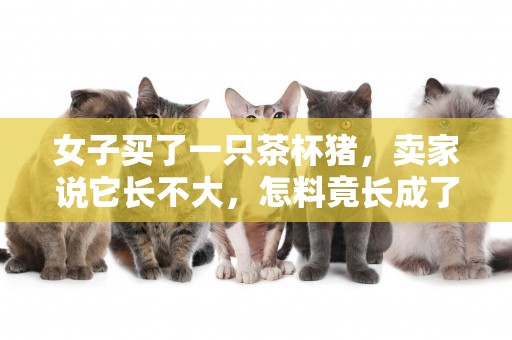 女子買了一只茶杯豬，賣家說它長不大，怎料竟長成了“猛獸” 