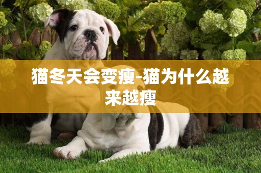 貓冬天會變瘦-貓為什么越來越瘦