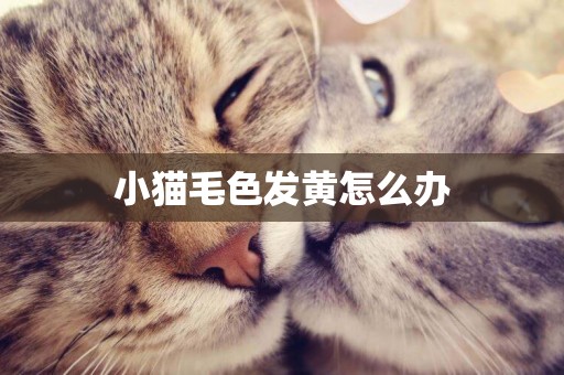 小貓毛色發黃怎么辦