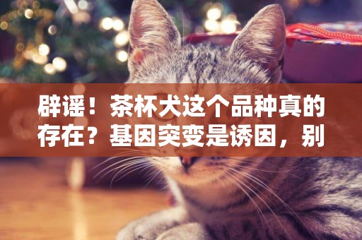 辟謠！茶杯犬這個品種真的存在？基因突變是誘因，別讓可愛變傷害 