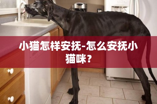 小貓怎樣安撫-怎么安撫小貓咪？