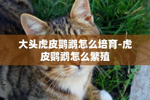 大頭虎皮鸚鵡怎么培育-虎皮鸚鵡怎么繁殖