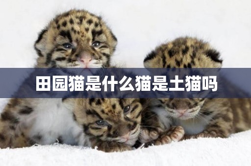 田園貓是什么貓是土貓嗎