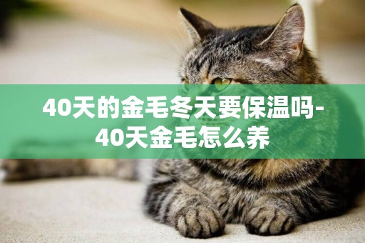 40天的金毛冬天要保溫嗎-40天金毛怎么養