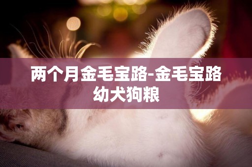 兩個月金毛寶路-金毛寶路幼犬狗糧