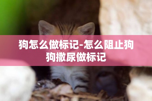 狗怎么做標記-怎么阻止狗狗撒尿做標記