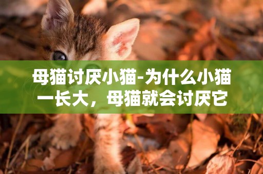 母貓討厭小貓-為什么小貓一長大，母貓就會討厭它