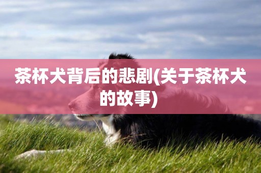 茶杯犬背后的悲劇(關于茶杯犬的故事) 