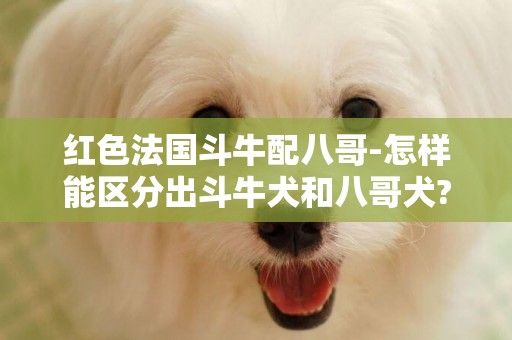 紅色法國斗牛配八哥-怎樣能區分出斗牛犬和八哥犬?