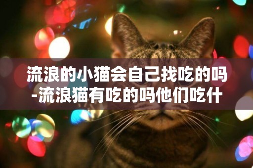 流浪的小貓會自己找吃的嗎-流浪貓有吃的嗎他們吃什么