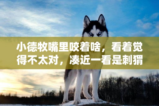 小德牧嘴里咬著啥，看著覺得不太對，湊近一看是刺猬趕緊一腳踢開 
