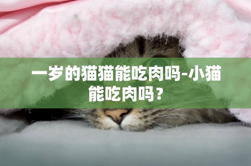 一歲的貓貓能吃肉嗎-小貓能吃肉嗎？