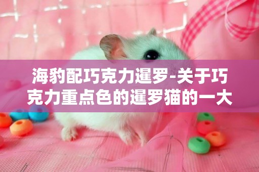 海豹配巧克力暹羅-關于巧克力重點色的暹羅貓的一大堆問題